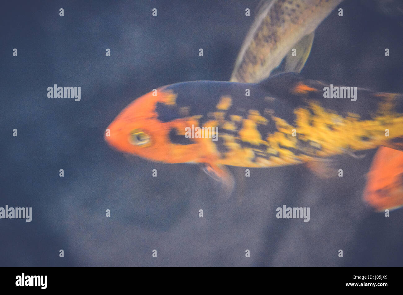 Orange and hotsell black freshwater fish