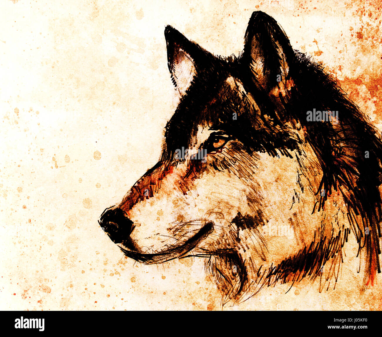 wolf drawing in color