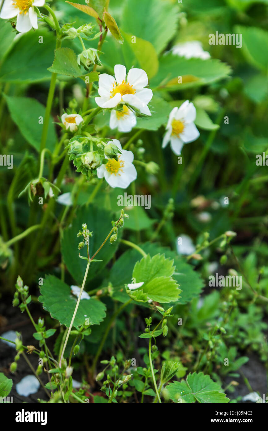 Strawberry flowers on the field grow on a sunny day Stock Photo - Alamy