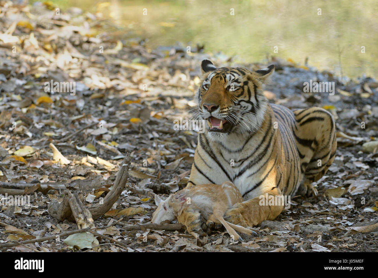 Close up of a wild Bengal tiger, eating a dead Spotted or Axis deer calf in Ranthambhore tiger reserve, India Stock Photo