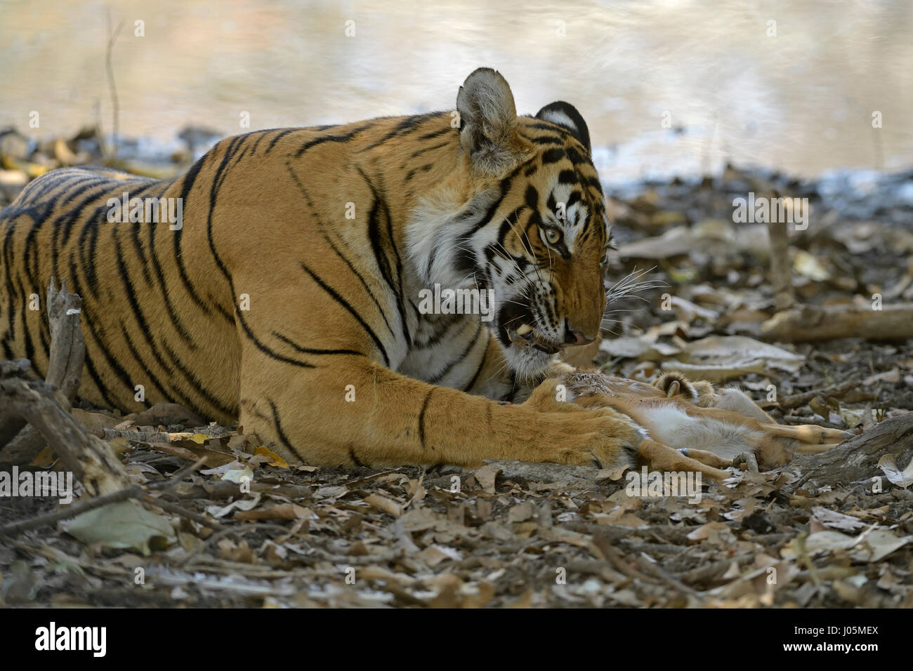 Close up of a wild Bengal tiger eating a dead Spotted or Axis deer calf in her mouth in Ranthambhore tiger reserve of India Stock Photo