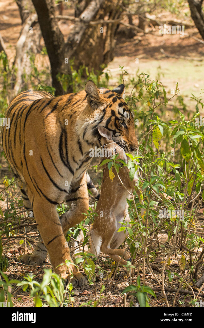 Close up of a Bengal tiger, carrying a dead Spotted or Axis deer baby in her mouth, in Ranthambhore tiger reserve, India Stock Photo