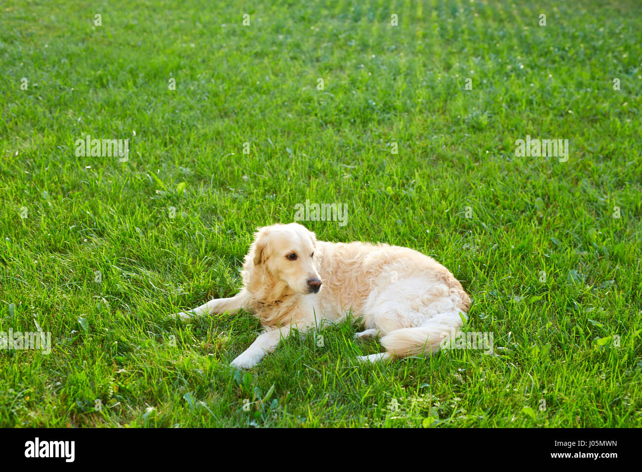 Golden retriever lying on green lawn in summer Stock Photo - Alamy
