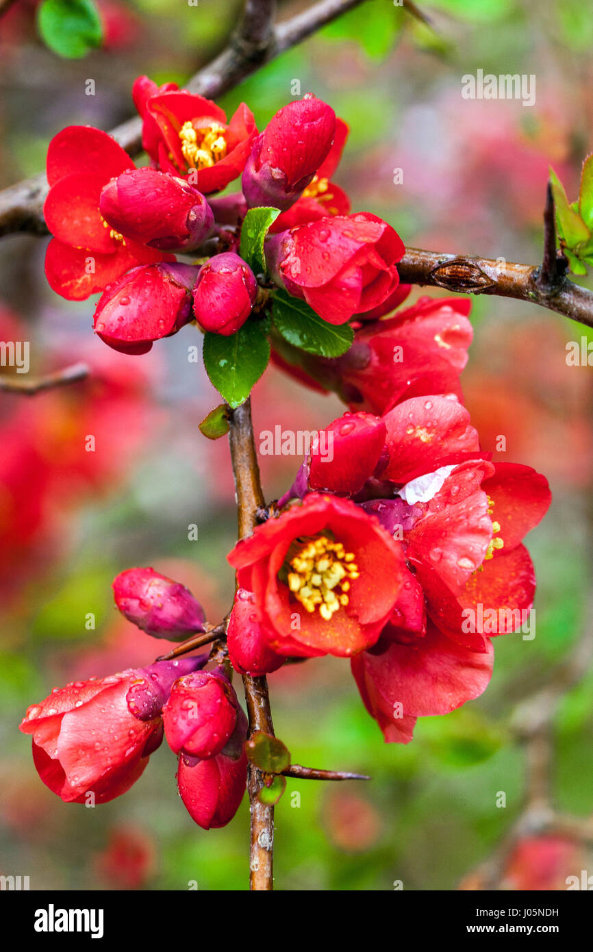 Flowering quince Chaenomeles superba 'Nicoline' in a garden Stock Photo