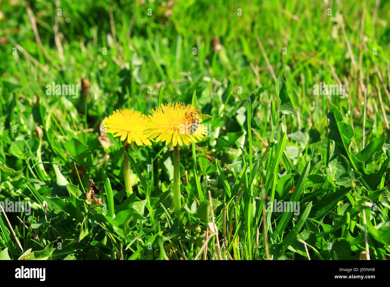 Bee on dandelion flower Stock Photo Alamy