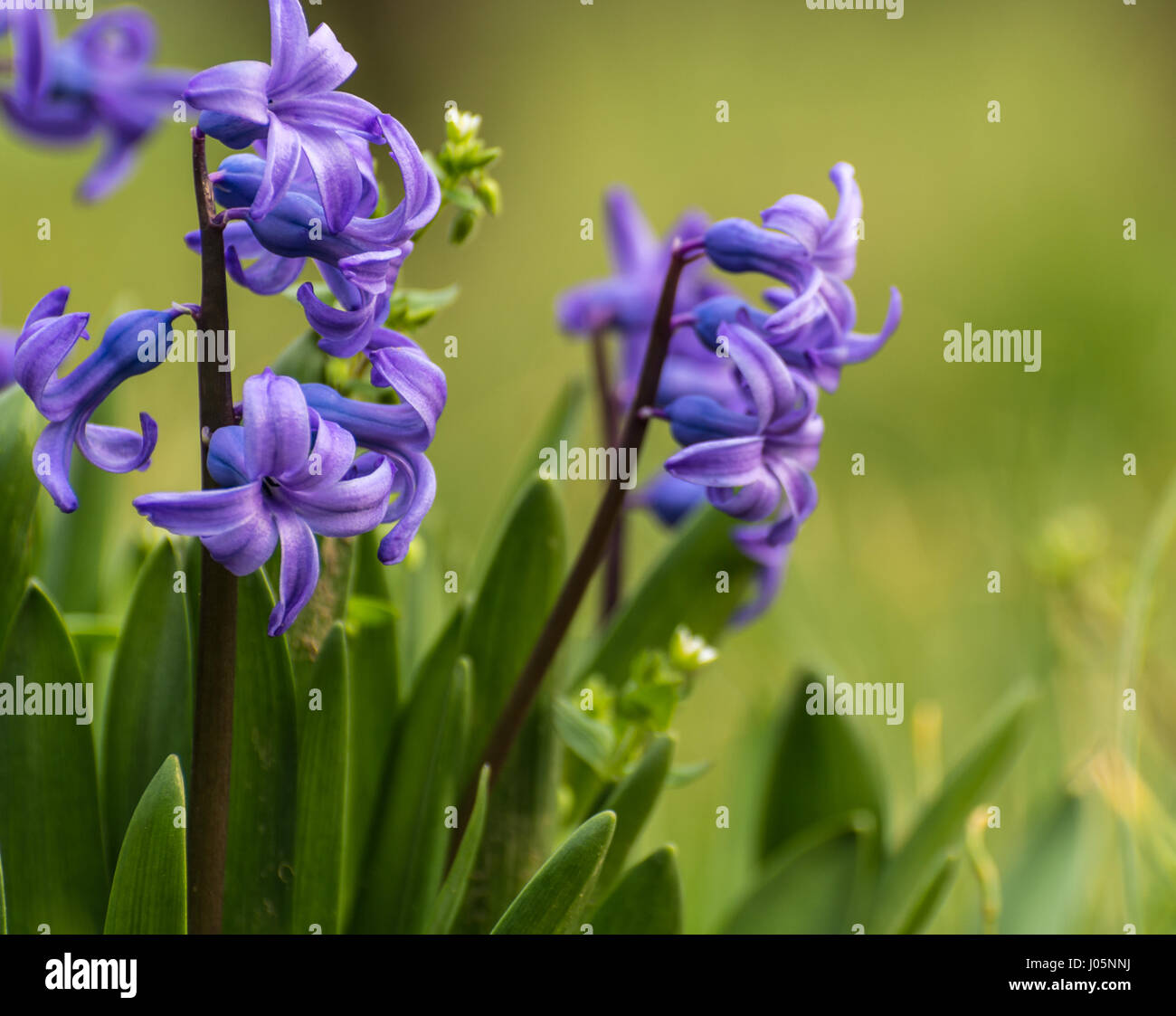A blue common hyacinth (Hyacinthus orientalis) in flower Stock Photo