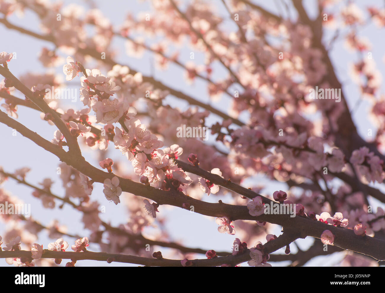 Spring flowering of fruit trees Peach branch with pink flowers. Stock Photo