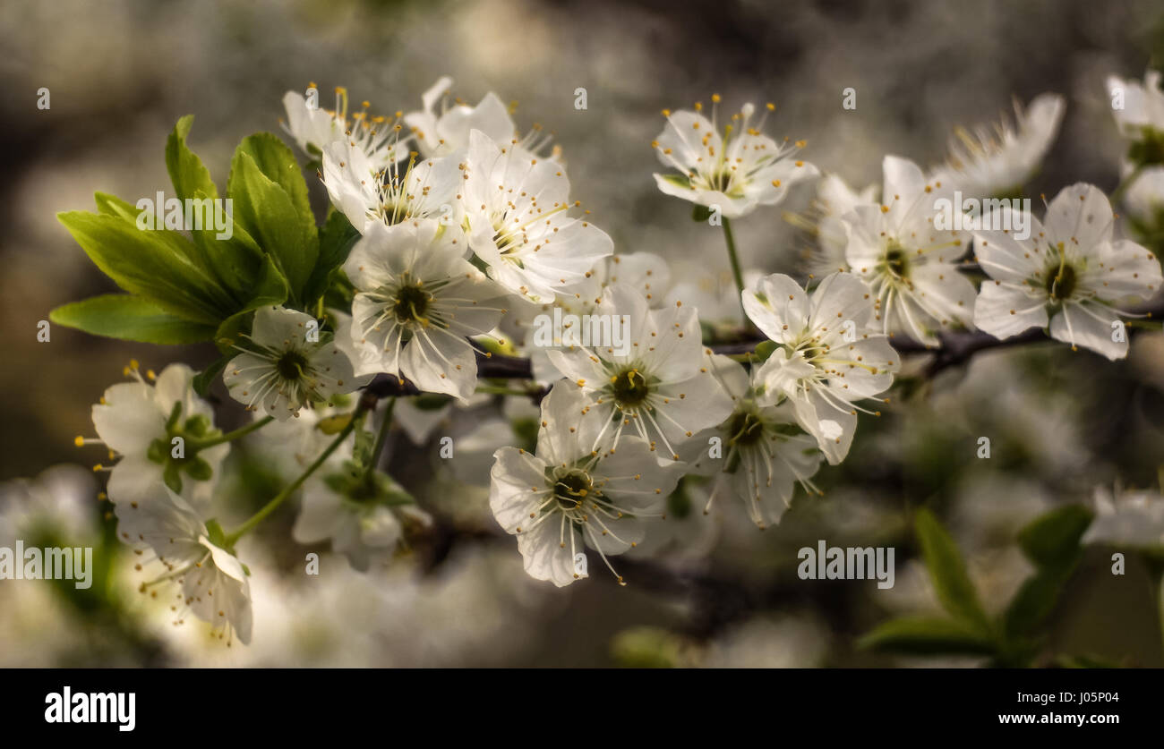 Cherry blossom soft focus hi-res stock photography and images - Alamy
