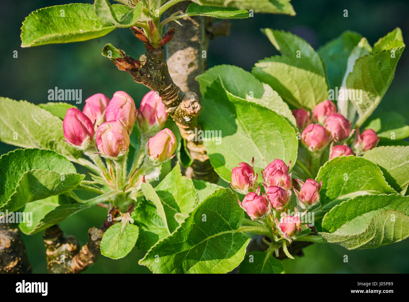 Close up budding tree hi-res stock photography and images - Alamy