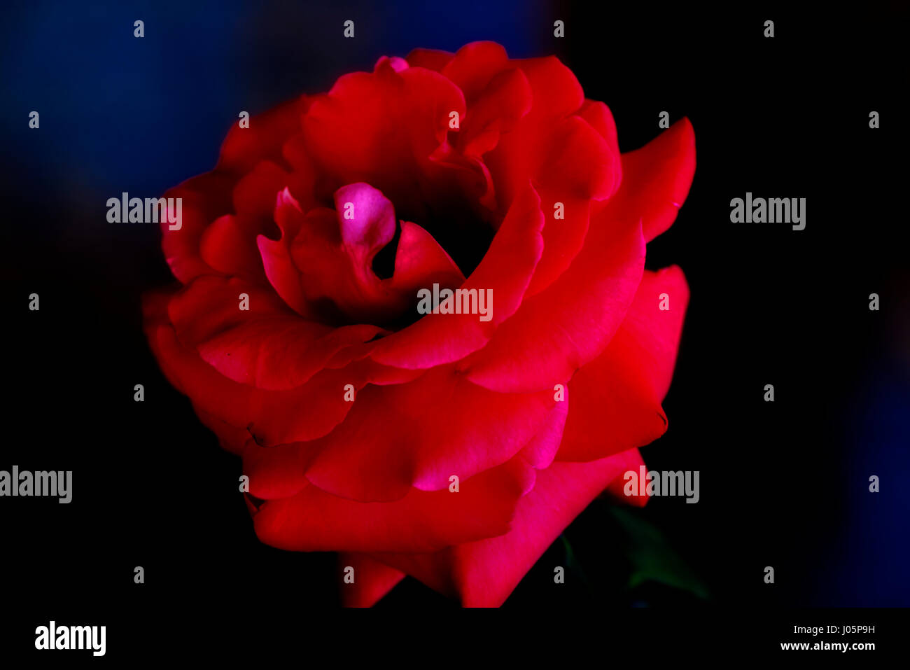 A macro photograph of a rose in the garden Stock Photo - Alamy