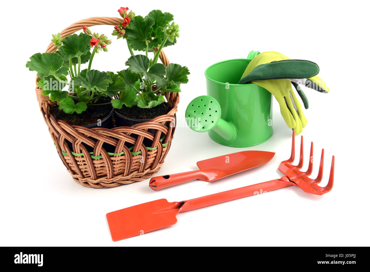 Geranium flowerpot in a basket with gardening tools like garden fork, gloves and shovel, water can. isolated  background Stock Photo