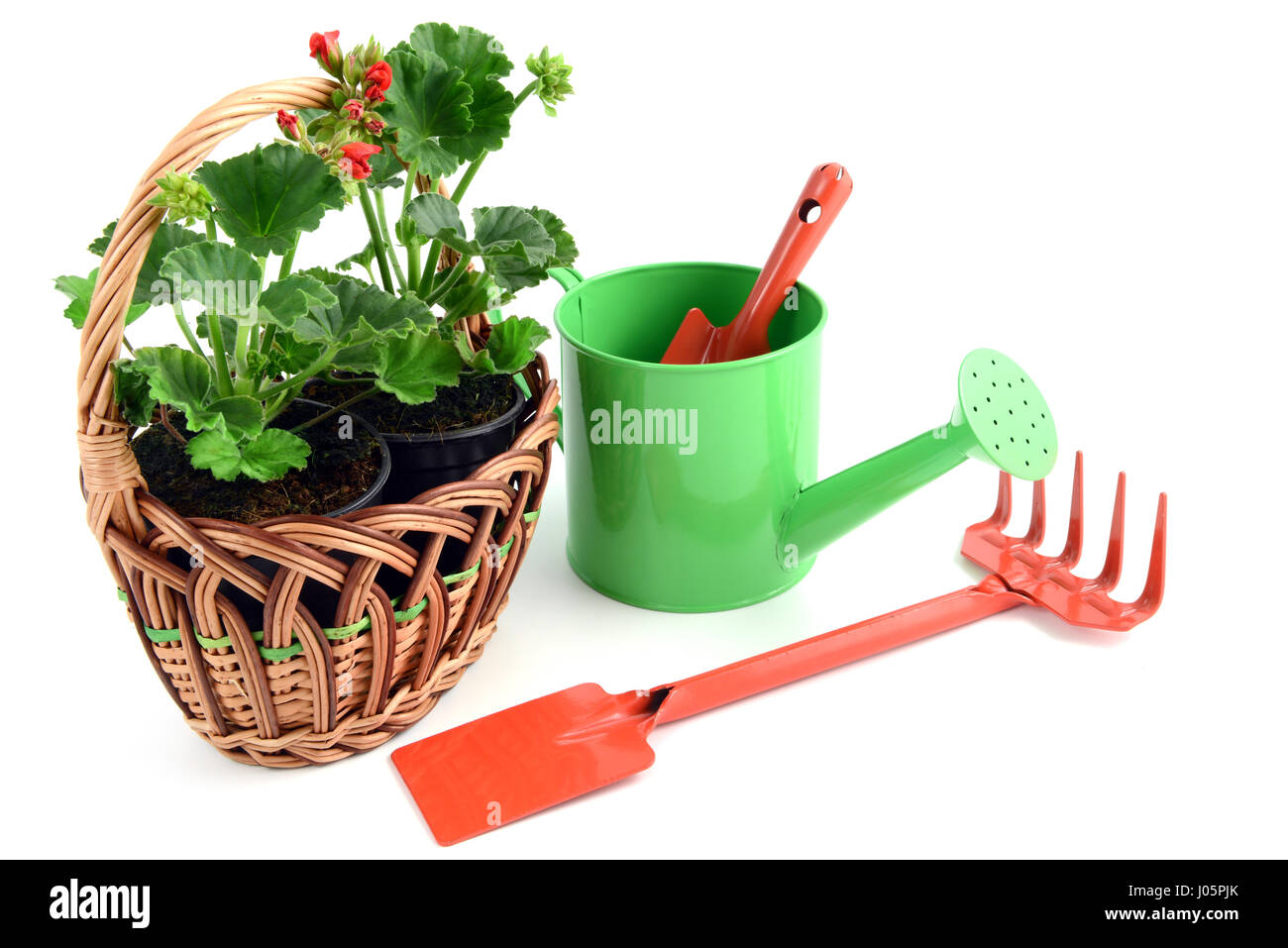 Geranium flowerpot in a basket with gardening tools like garden fork, shovel, water can. isolated  background Stock Photo