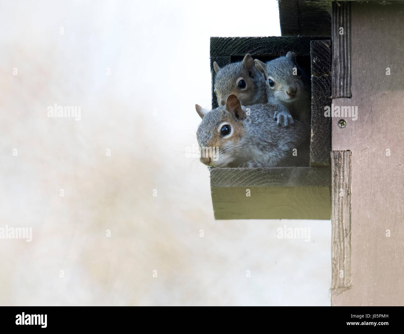 Grey squirrels nest hires stock photography and images Alamy