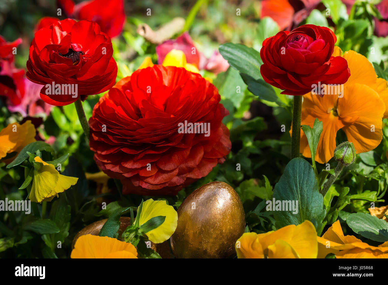 Golden eggs hidden in a flower bed of yellow pansies and red ranunculus. Stock Photo