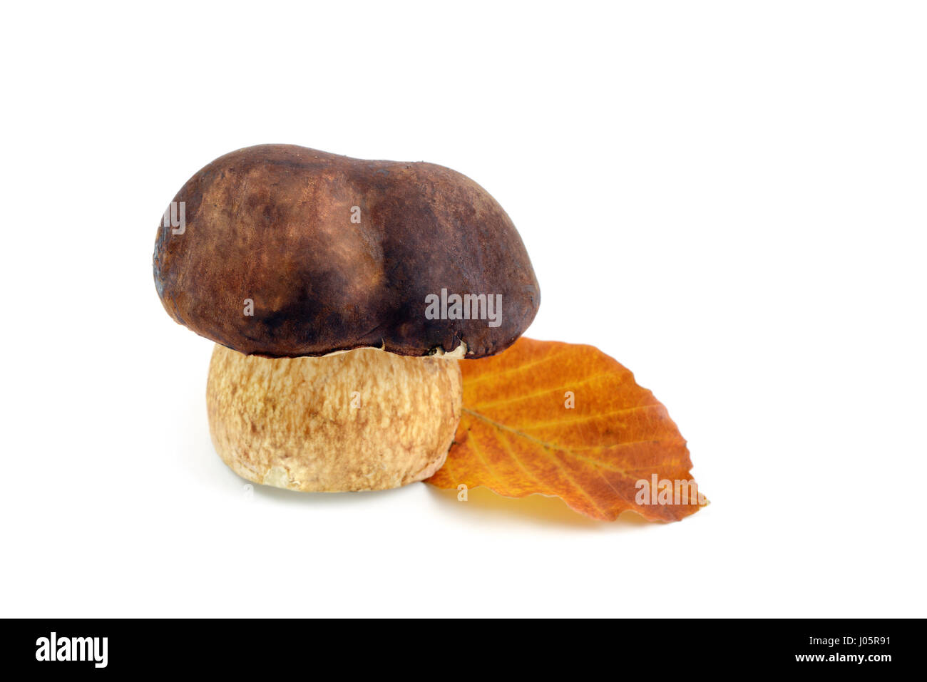 Bay Bolete mushroom on white isolated background with leaves Stock