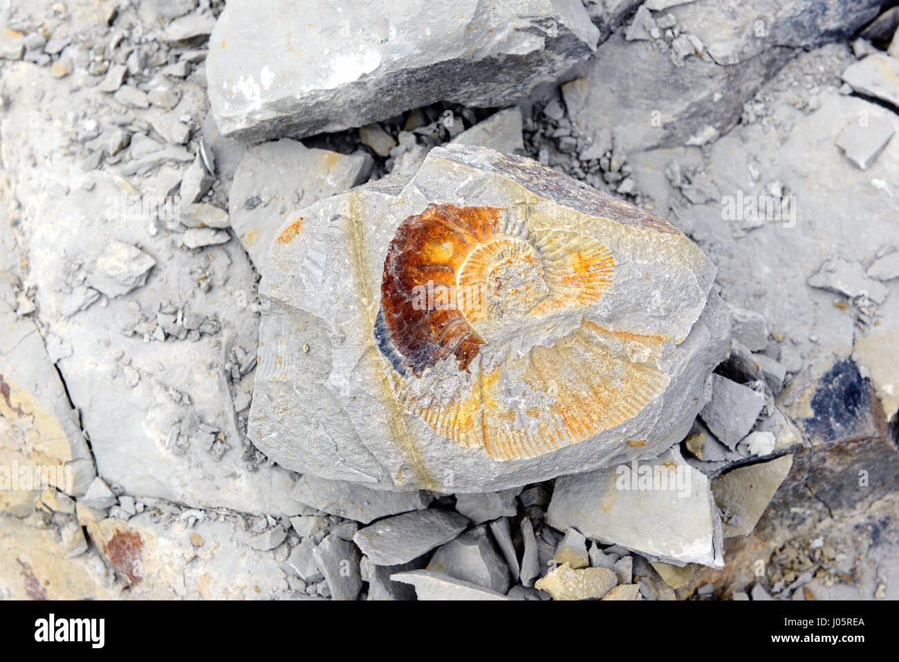 Amonite fossil in limestone. found in germany Stock Photo Alamy