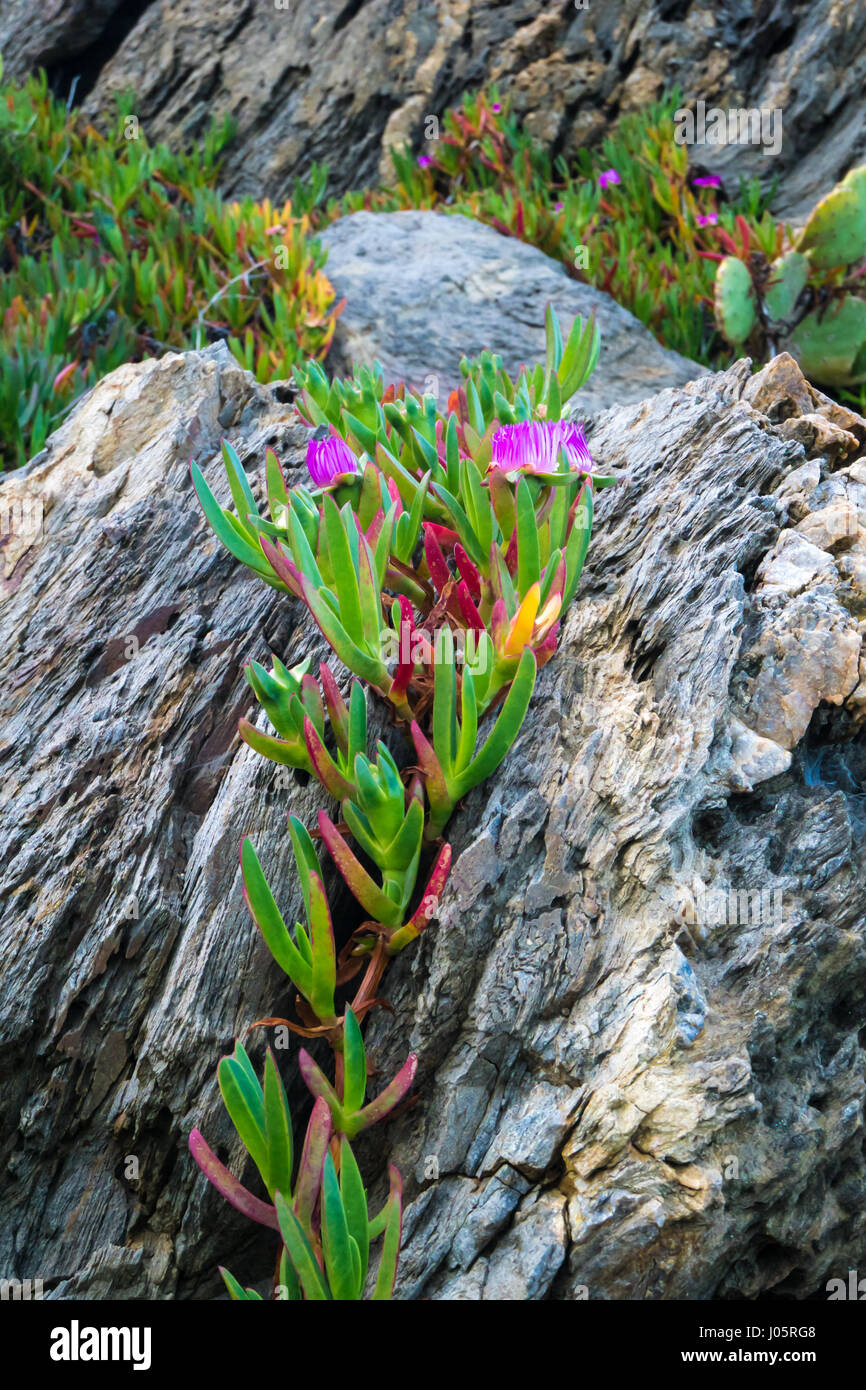 Sea Fig Ice plant Flowers growing on rocks Stock Photo
