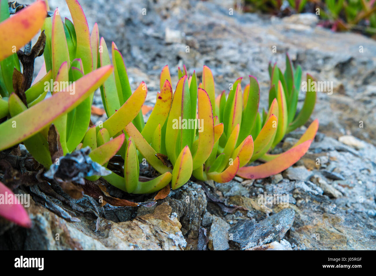 Closeup of Sea Fig Ice plant leaves growing on rocks Stock Photo