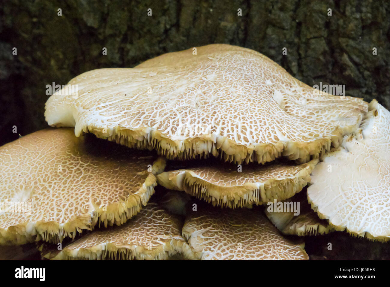 Closeup of a cluster of wild mushrooms Stock Photo Alamy