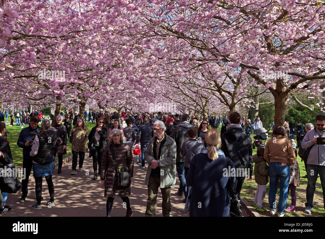 The Cherry Blossom Avenue at Bispebjerg Cemetery, Copenhagen, Denmark,  has seen  a visitor boom and has become extremely popular in recent years. Stock Photo