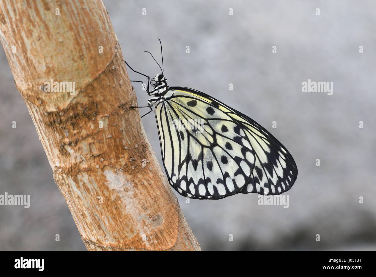 Southeast Asian Paper Kite Butterfly (Idea Leuconoe), a.k.a.Rice Paper Butterfly, Tree- or Wood Nymph Butterfly. Stock Photo