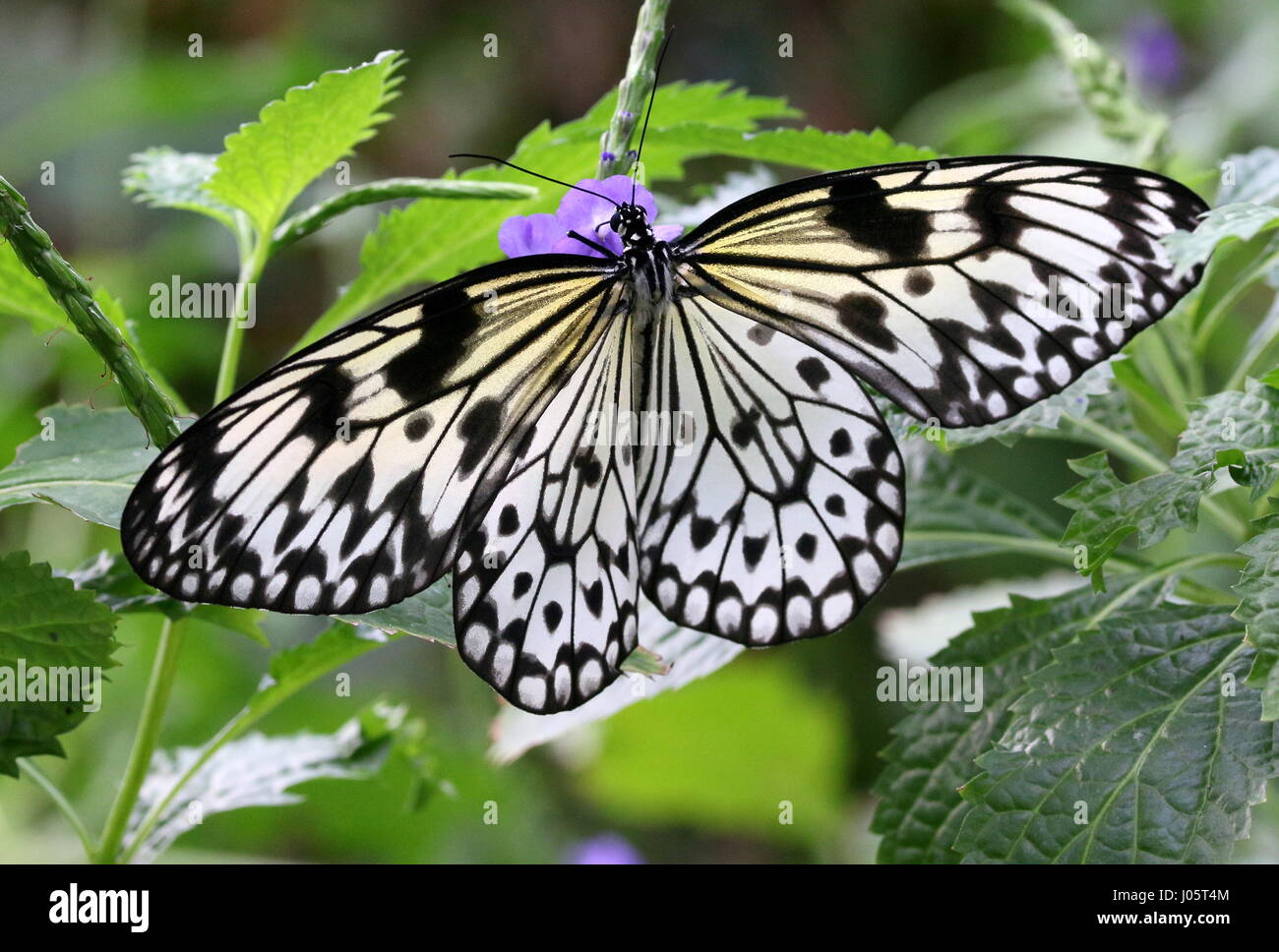 Southeast Asian Paper Kite Butterfly (Idea Leuconoe) feeding on a