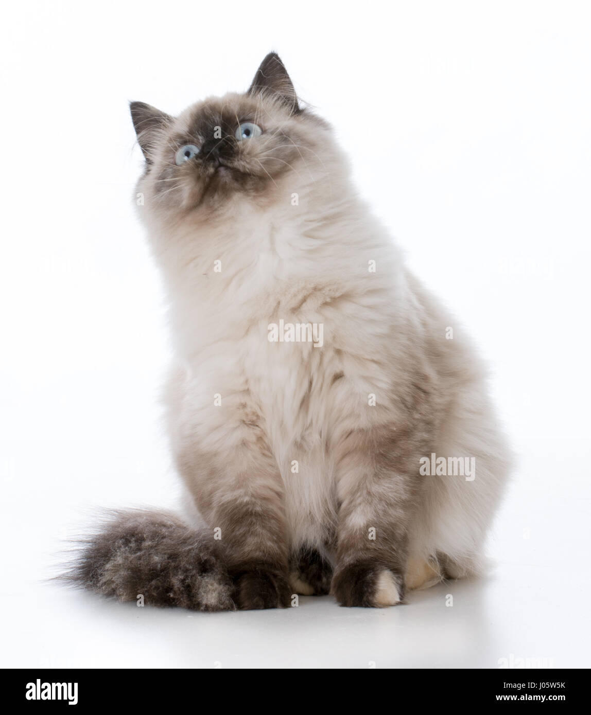 ragdoll kitten looking up on white background Stock Photo - Alamy