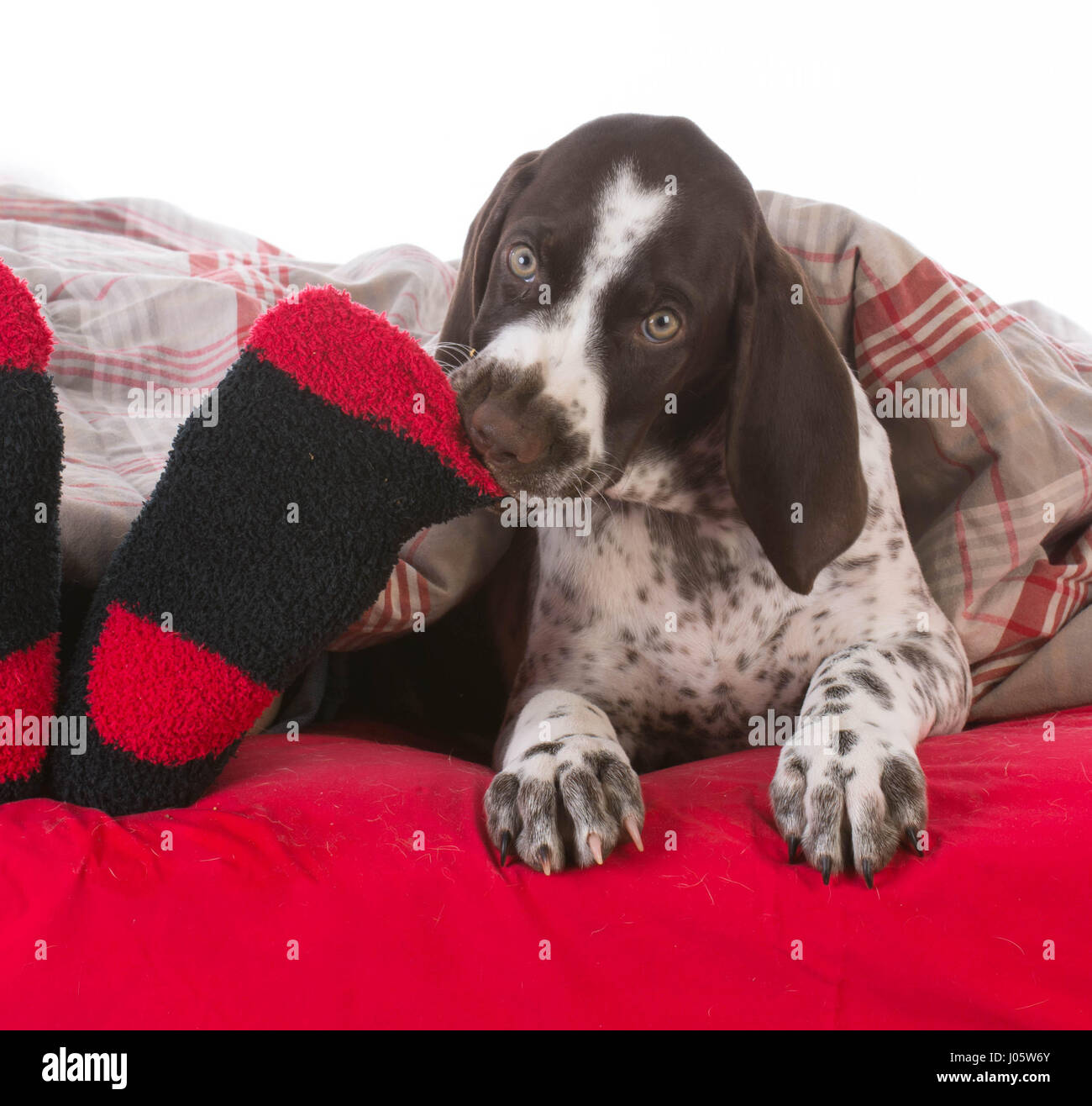 german shorthair pointer puppy chewing on owners toes in bed Stock
