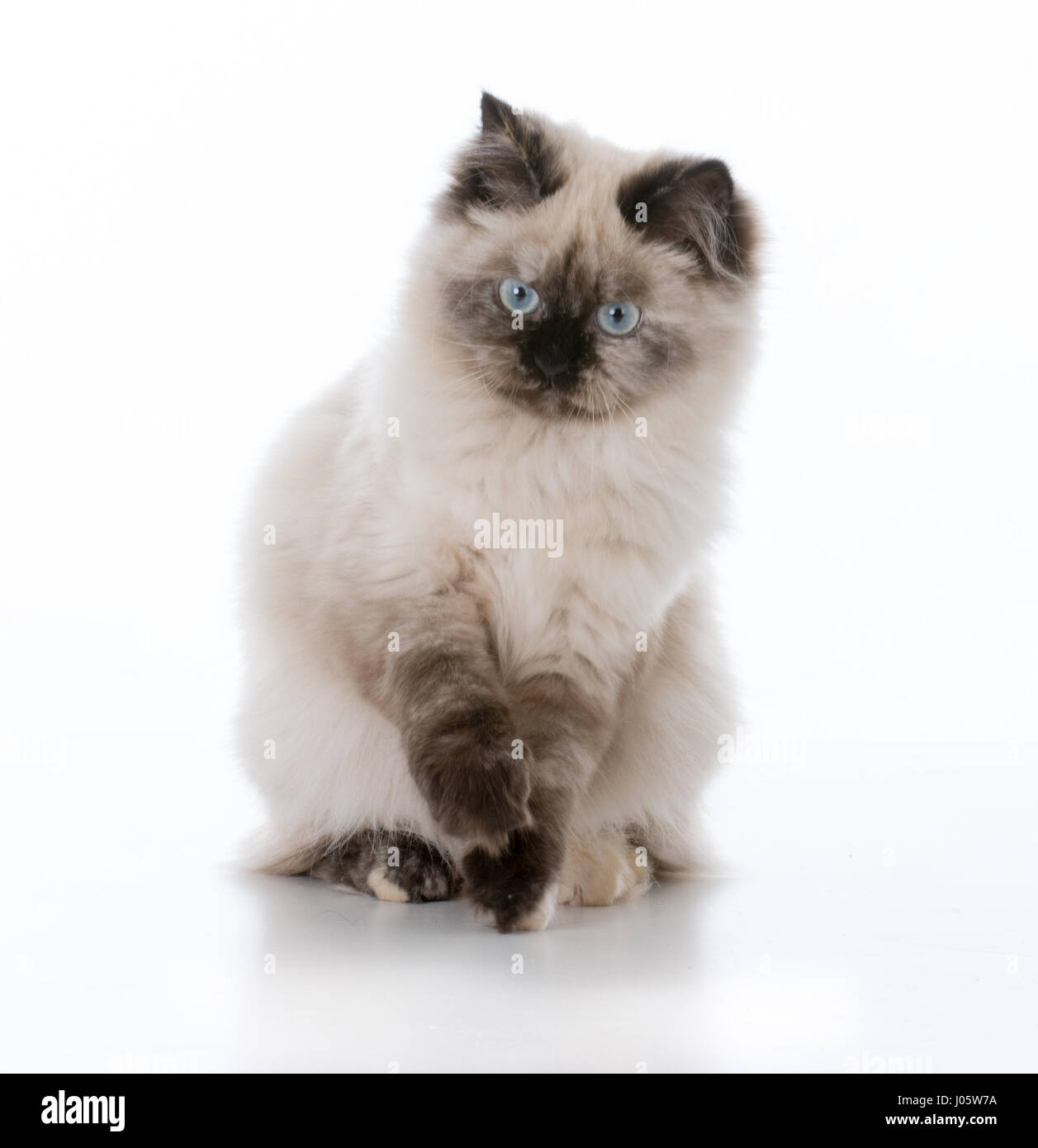 young ragdoll cat sitting one white background Stock Photo - Alamy
