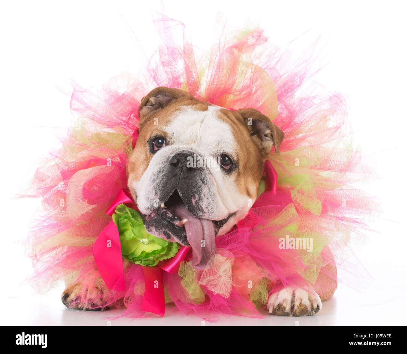senior female bulldog wearing a tulle pink collar Stock Photo