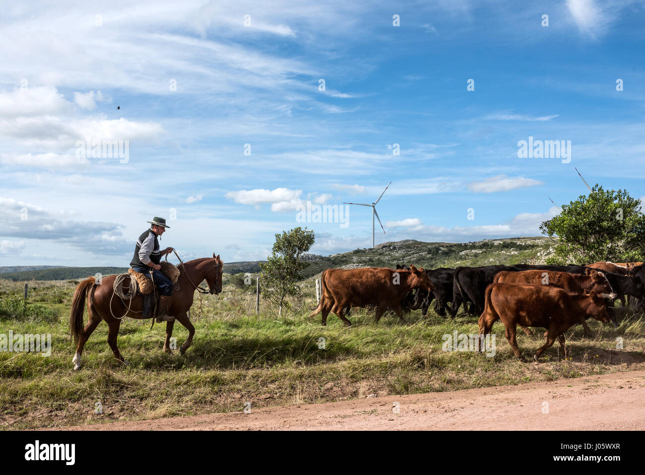Aigua, Uruguay: Marth 31, 2017 - Gaucho herding cows near windmills on the Cerro Catedral in the Maldonado Department Stock Photo