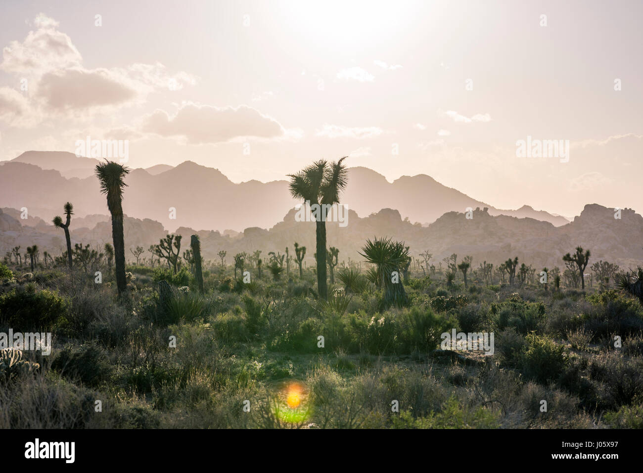 Desert landscape at Joshua Tree National Park, California, USA. Stock Photo
