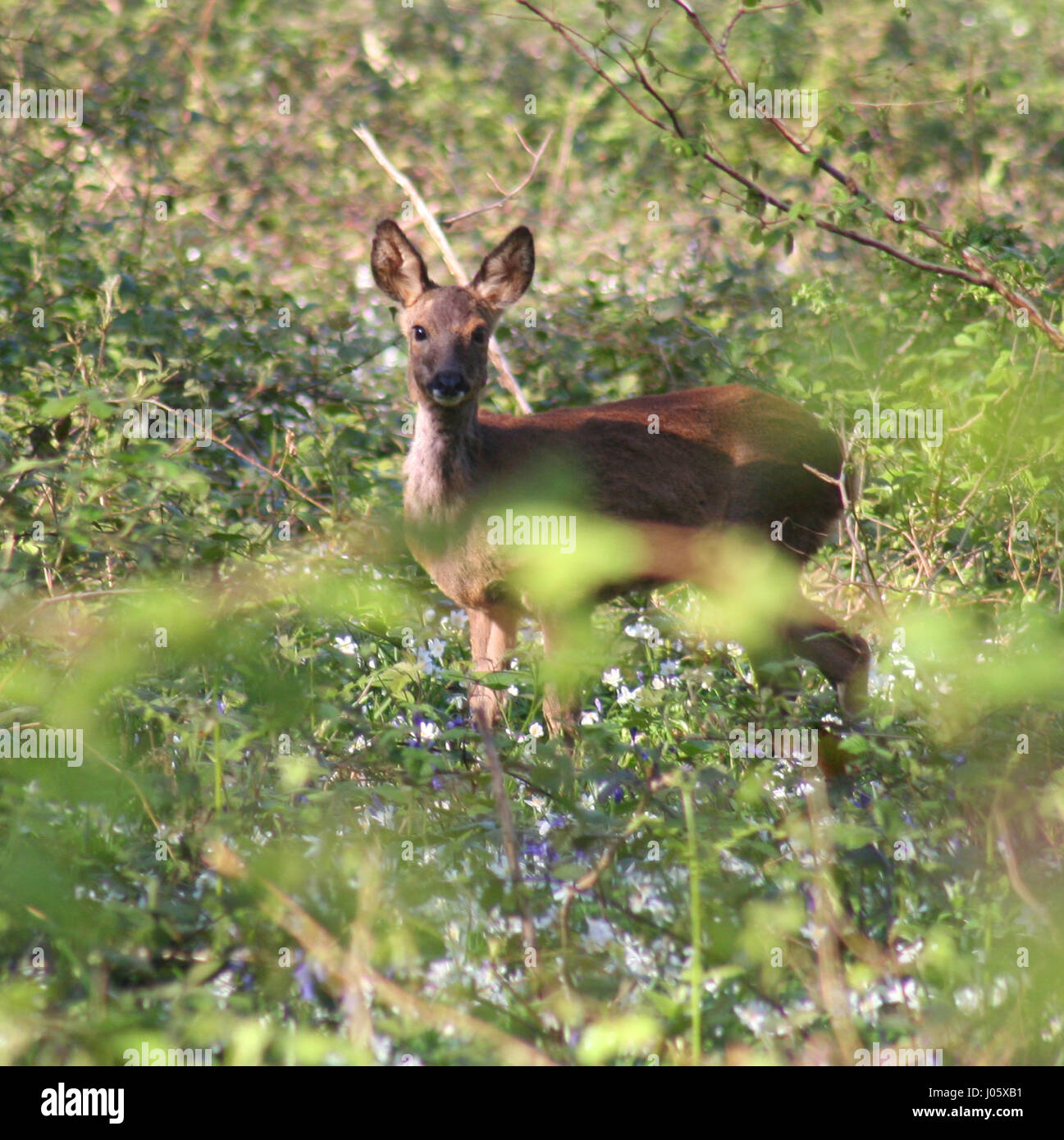 Wild Deer in the forest Stock Photo