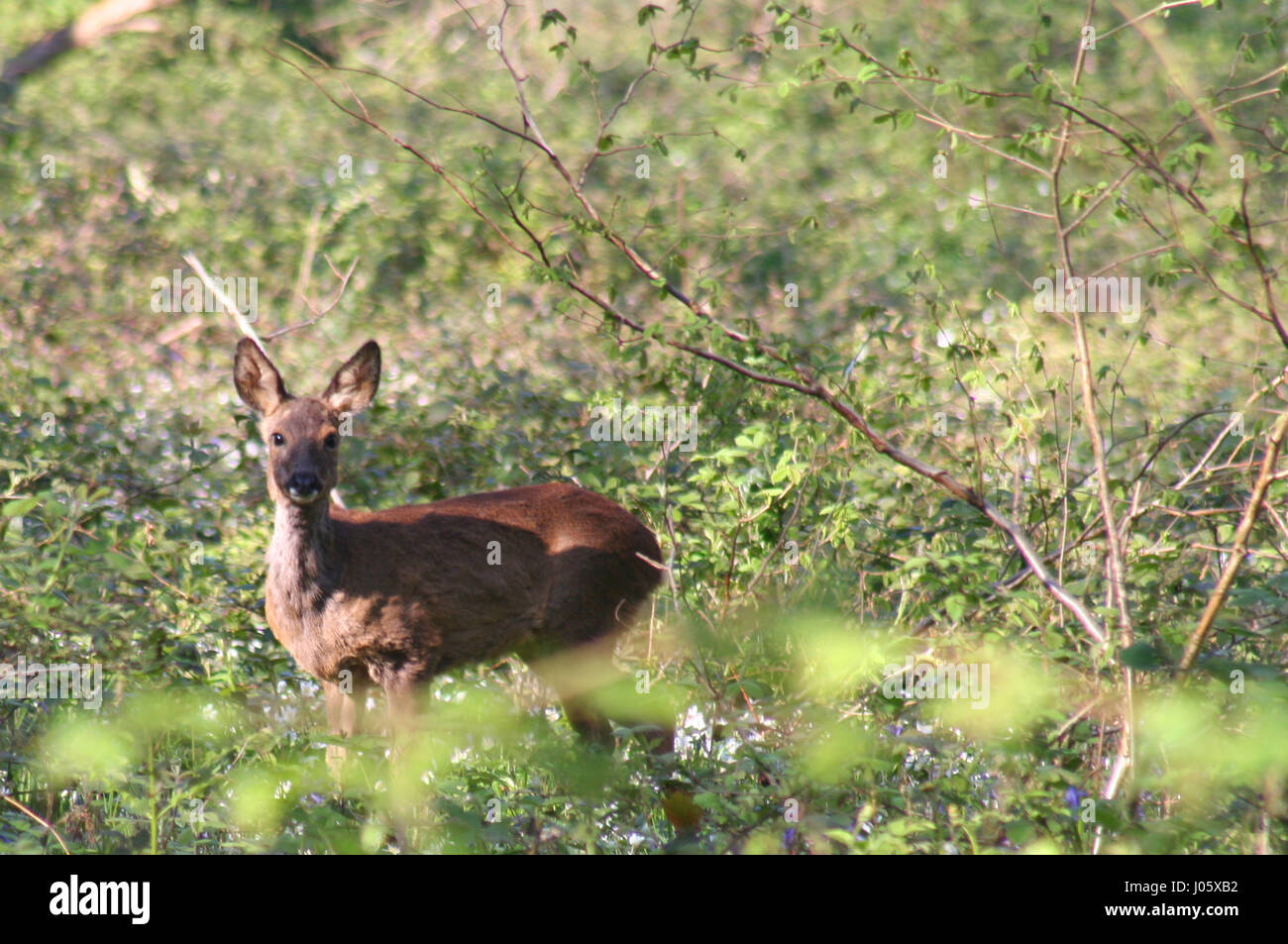 Wild Deer in the forest Stock Photo - Alamy