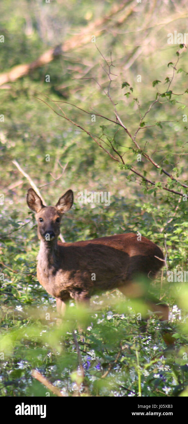 Wild Deer in the forest Stock Photo