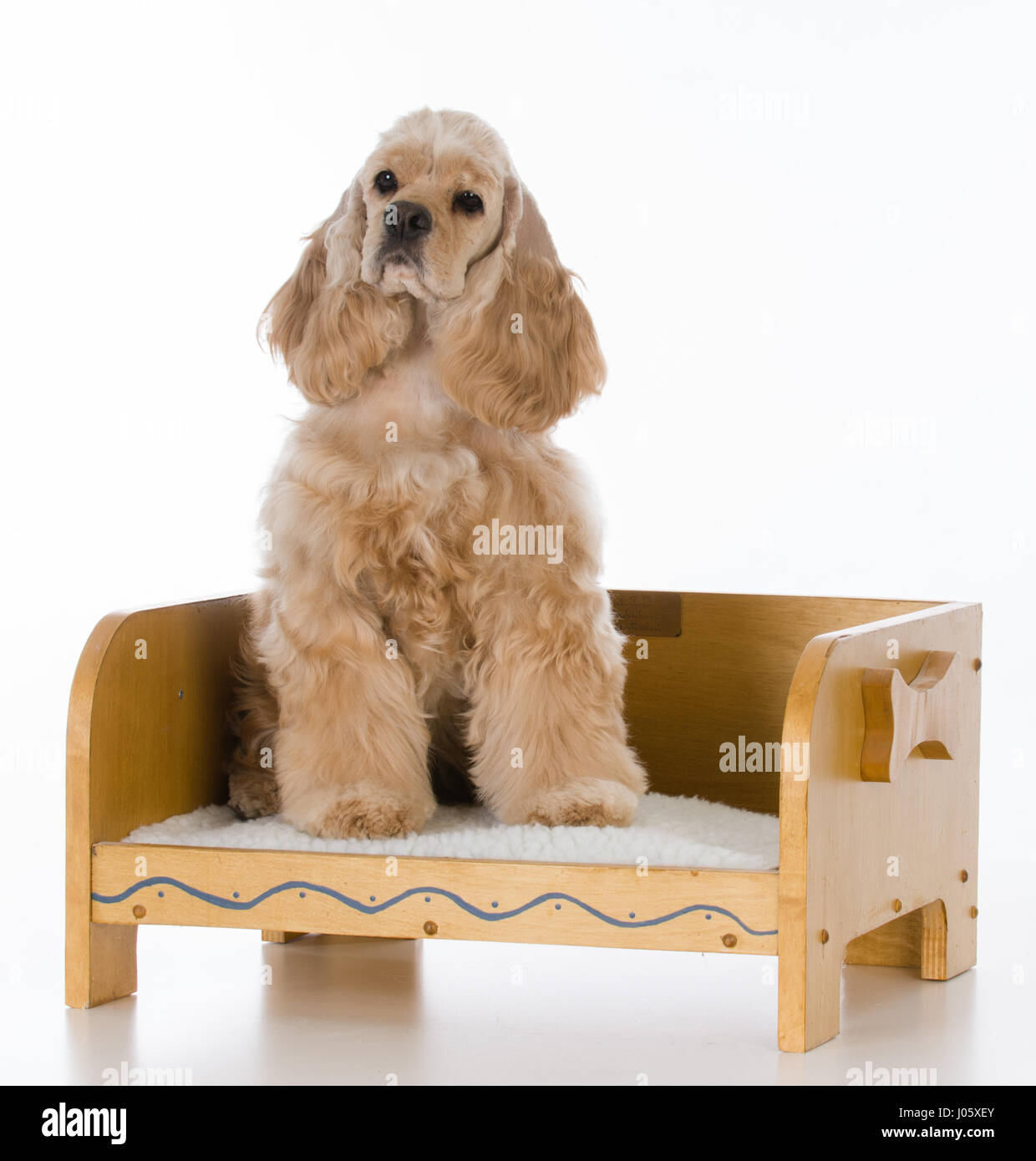 dog bed cocker spaniel