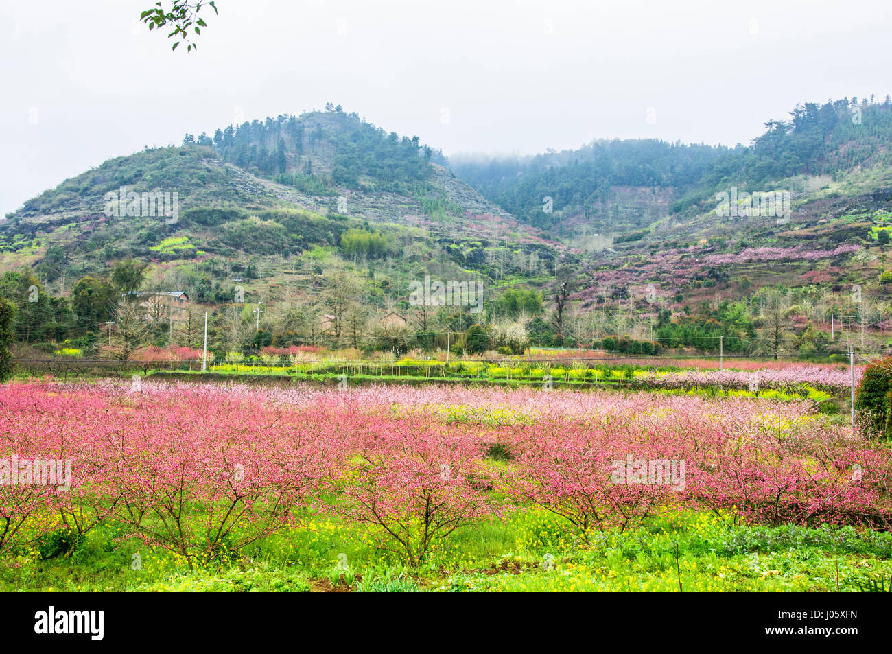 Blossoming peach flower fields scenery in spring Stock Photo