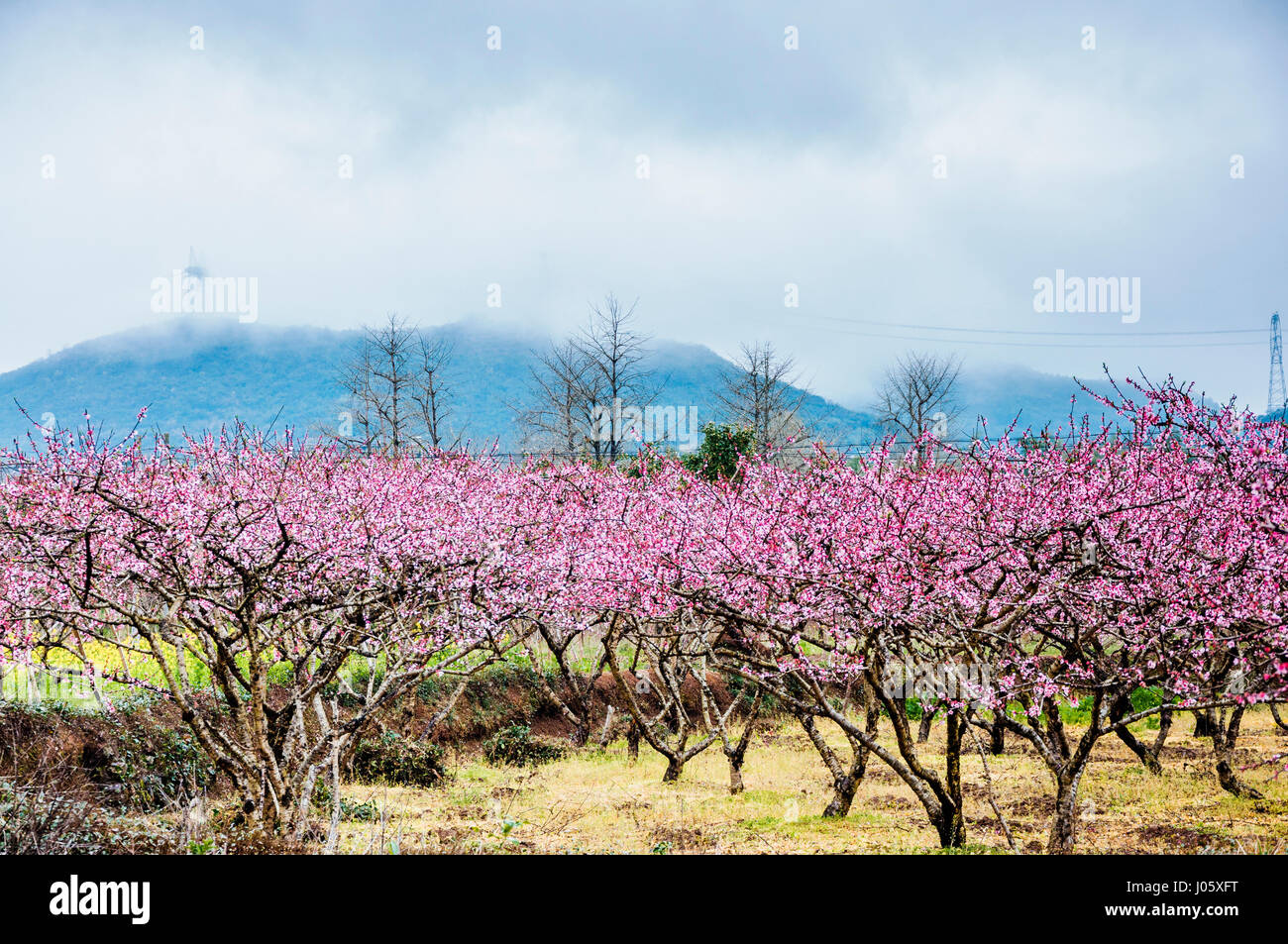 Blossoming peach flower fields scenery in spring Stock Photo