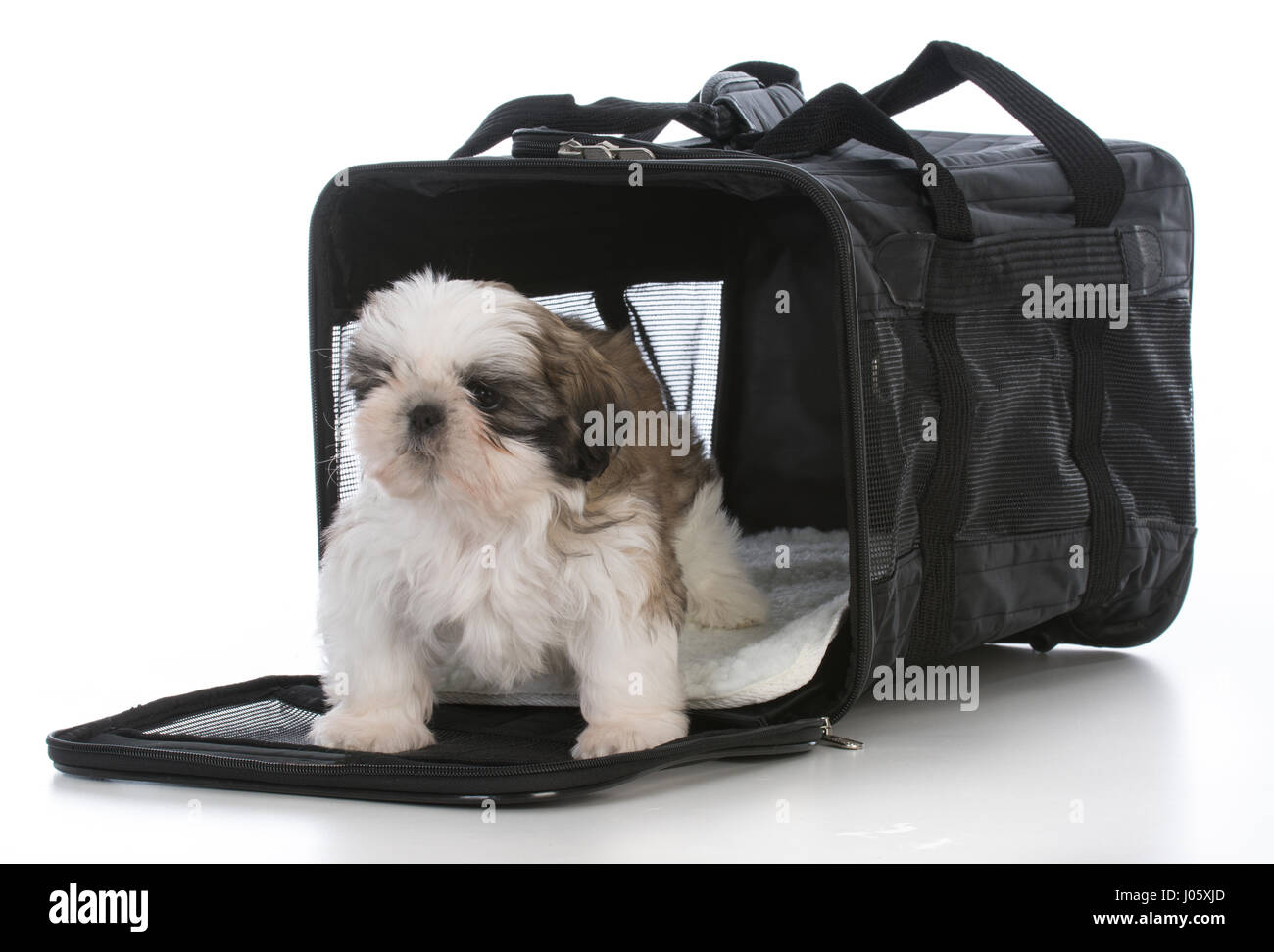 Shih tzu top bag carrier