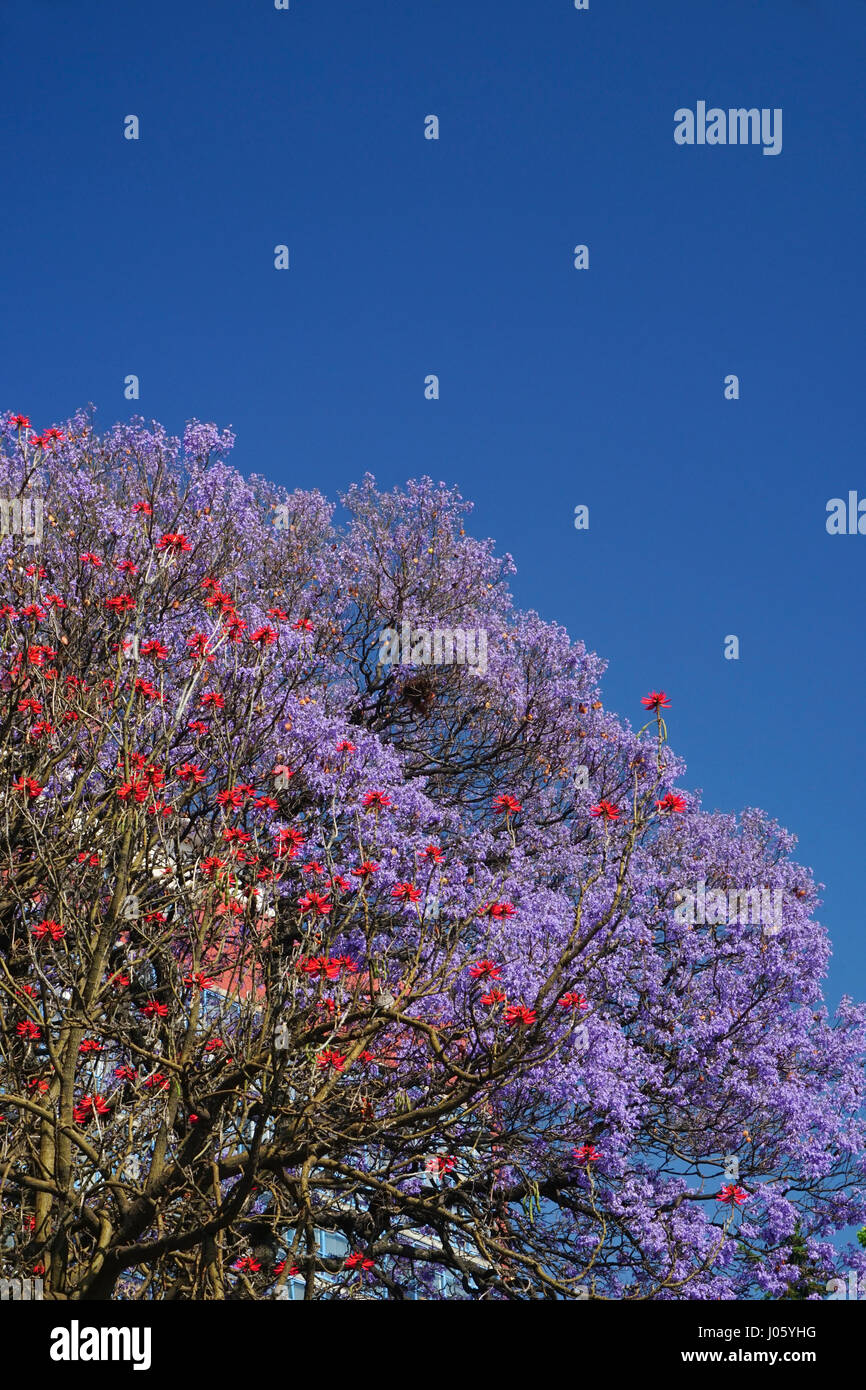 Jacaranda tree with purple flowers and red Erythrina tree (Erythrina coralloides) blossoms, Mexico City, Mexico. Stock Photo