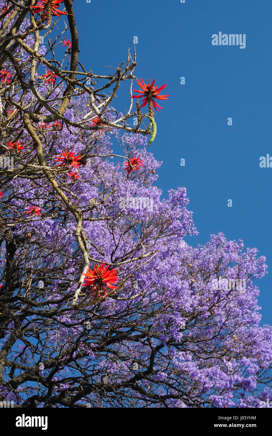 Jacaranda tree with purple flowers and red Erythrina tree (Erythrina coralloides) blossoms, Mexico City, Mexico. Stock Photo