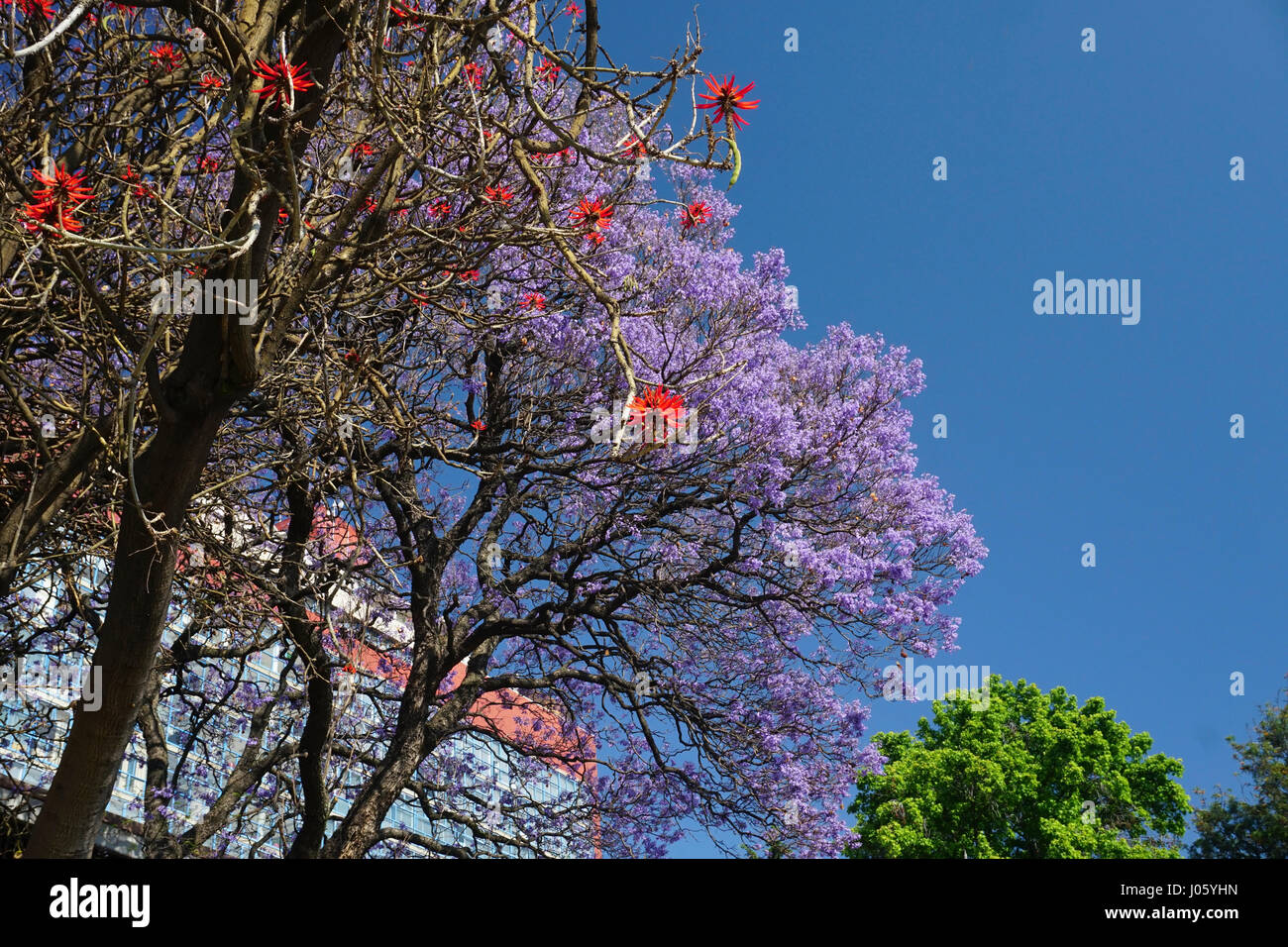 Jacaranda tree with purple flowers and red Erythrina tree (Erythrina coralloides) blossoms, Mexico City, Mexico. Stock Photo