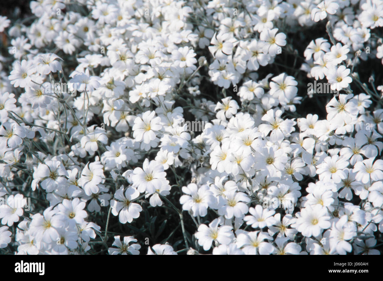 White flowers, sweden Stock Photo