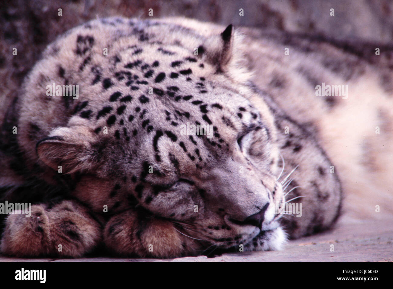 Snow leopard sleeping, darjeeling zoo, west bengal, india, asia Stock