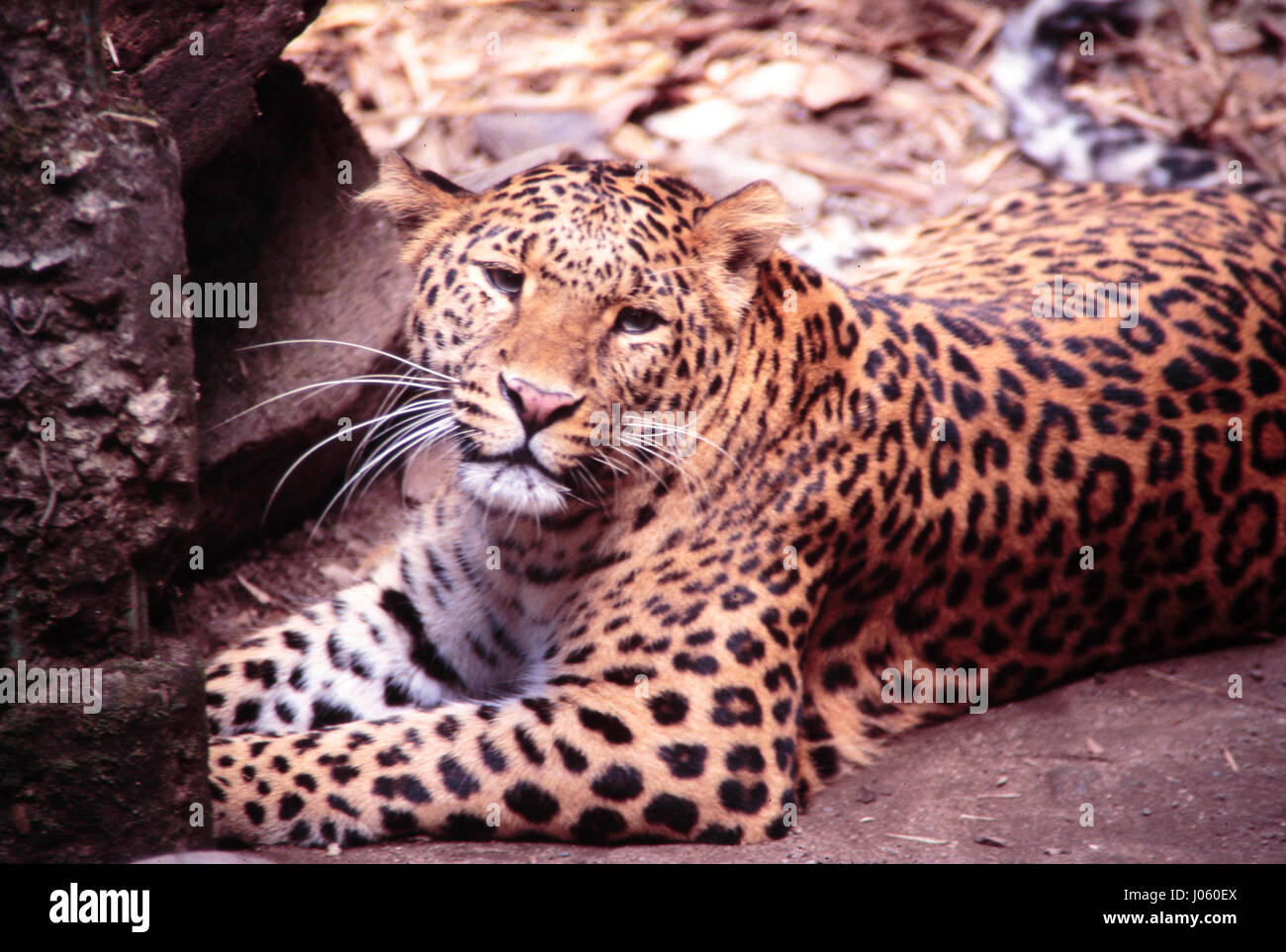 bengal leopard
