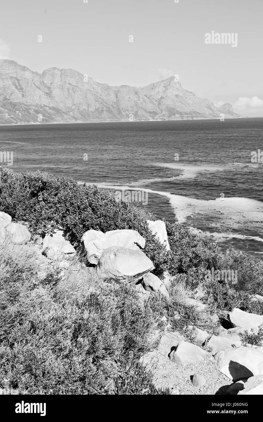 blur  in south africa coastline indian ocean  near the mountain and beach with pkant and bush Stock Photo