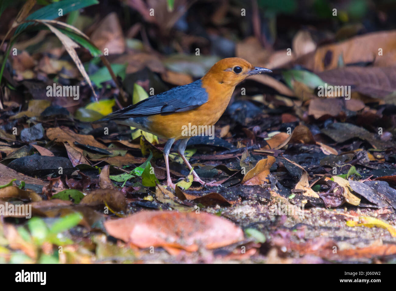 Orange-headed Thrush (Geokichla citrina) Bird in the forest Stock Photo