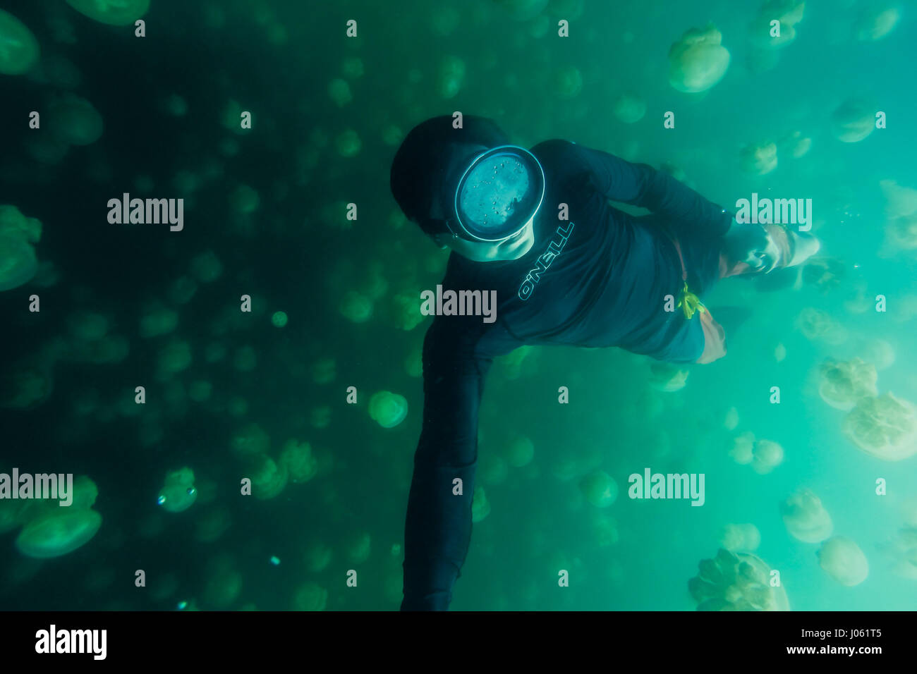 JELLYFISH LAKE PALAU INCREDIBLE Images And Footage Shows A Man Diving jellyfish-lake-palau-incredible-images-and-footage-shows-a-man-diving