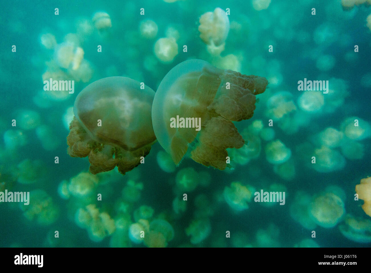 JELLYFISH LAKE, PALAU INCREDIBLE images and footage shows a man diving