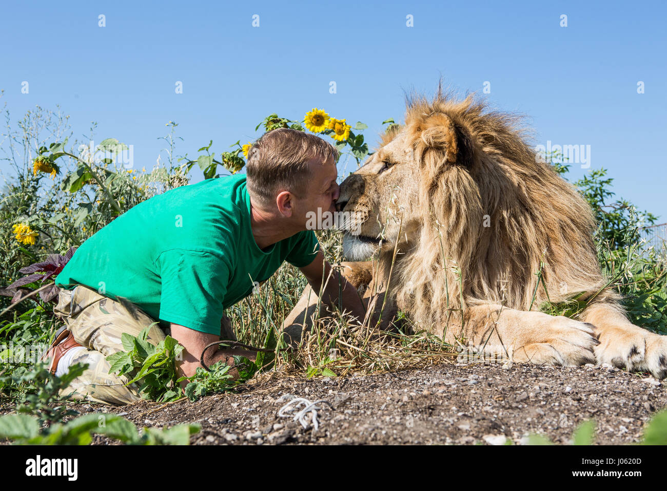 Oleg Zubkov kissing a lion. STUNNING images showing ferocious lions and fearless humans sitting on top of each other in a field have been captured by one surprised photographer. The surreal pictures show the 418-pound lions welcoming their human companions as they happily pose for selfies, kiss each other on the mouth and one white lion even reaches out a helping paw to a man swimming in a pond.  Other images show the lions affectionately greeting people from their cars and in one incredible image, a man bravely puts his arm in the beast’s mouth to pose for the camera. The spectacular images w Stock Photo